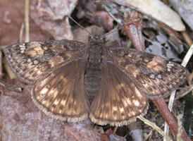 Horace's Duskywing